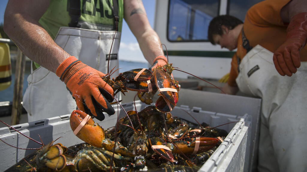 Guerre en Iran: aux États-Unis, les pêcheurs de homard étranglés par la flambée du diesel