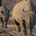 Le rhinocéros noir fait son retour au Zimbabwe après trente ans d'absence