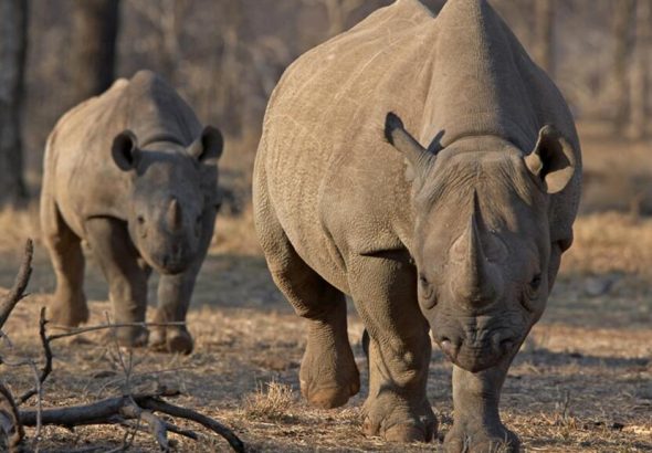Le rhinocéros noir fait son retour au Zimbabwe après trente ans d'absence