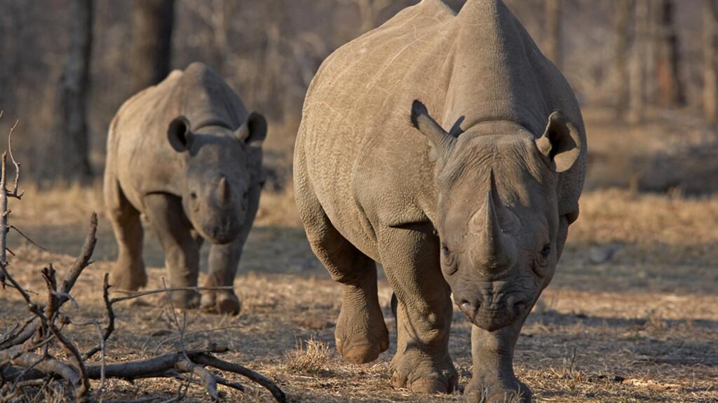 Le rhinocéros noir fait son retour au Zimbabwe après trente ans d'absence