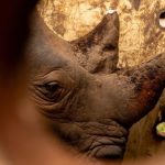 Afrique du Sud: le cerveau d'un vaste trafic de cornes de rhinocéros condamné à une amende de 123000 dollars
