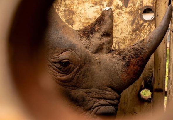 Afrique du Sud: le cerveau d'un vaste trafic de cornes de rhinocéros condamné à une amende de 123000 dollars