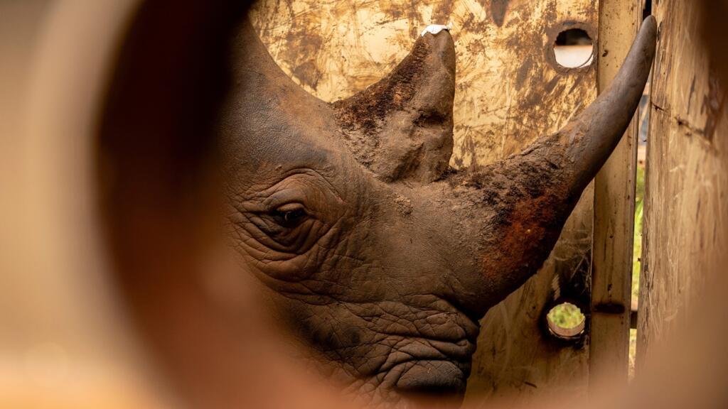 Afrique du Sud: le cerveau d'un vaste trafic de cornes de rhinocéros condamné à une amende de 123000 dollars